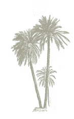 Coqueiro